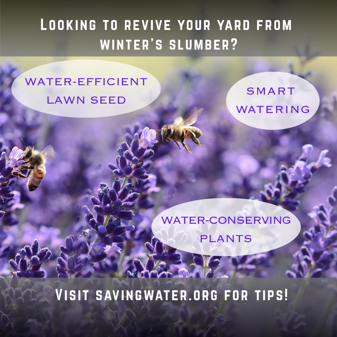 bees flying in lavender 